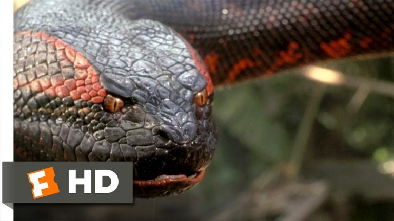 Anaconda