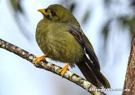 Sri lanka events in Australia