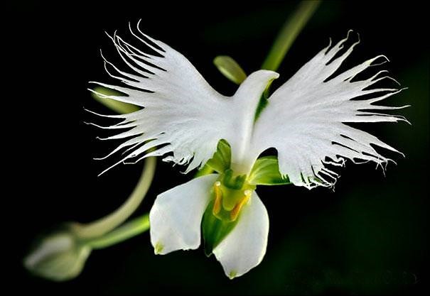 Orchid