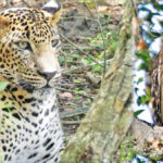 A Diagonal Journey across Sri Lanka