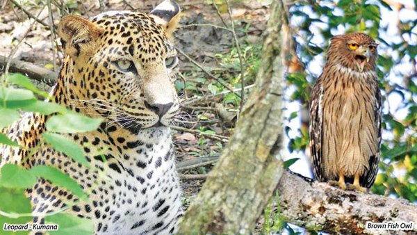 A Diagonal Journey across Sri Lanka