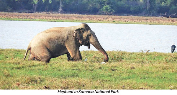 A Diagonal Journey across Sri Lanka