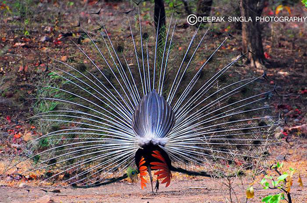 Deepak Singla