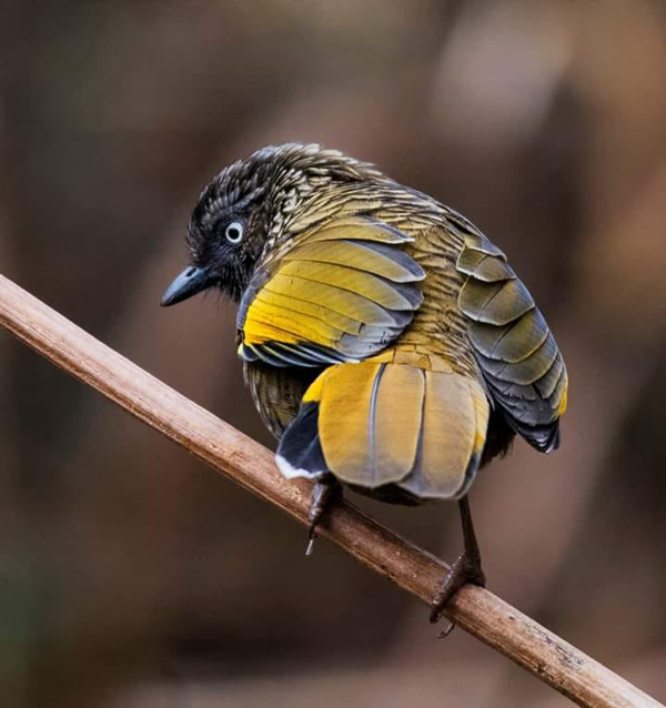 Saptarshi Mukherjee