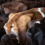 Australian cattle export