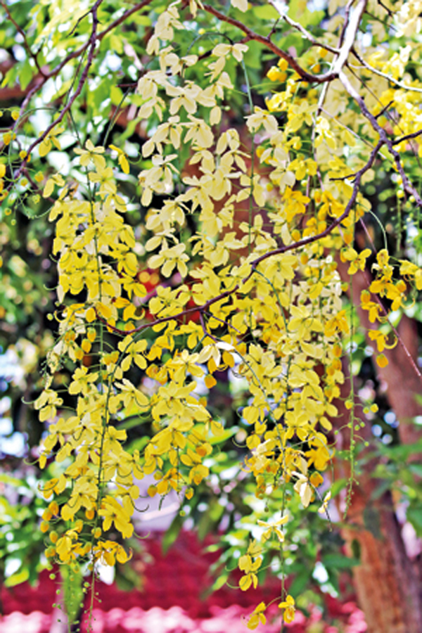 Cassia-fistulaa