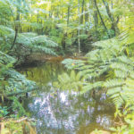 Sinharaja
