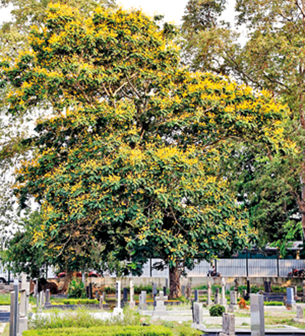 Yellow Flame Tree