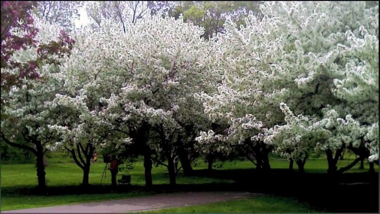 “TREES OF SRI LANKA” – By Des Kelly