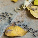 Paths to Peace