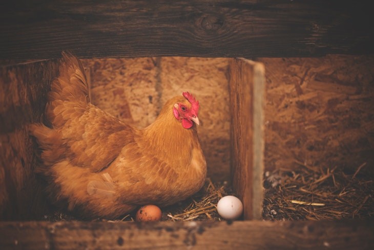 Cage-free hens