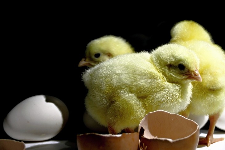baby chicken