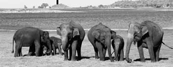 elephant