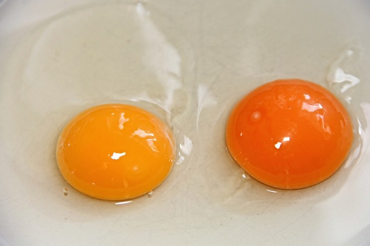 nutritious the egg
