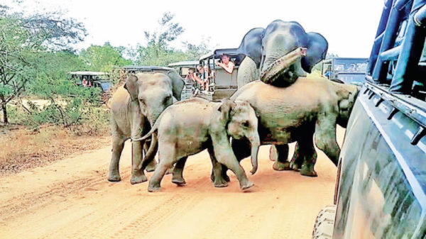 Yala sixth in world