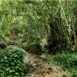 Boulder Path