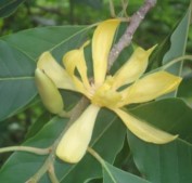 Champaca Indica