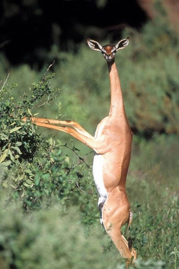 Gerenuk