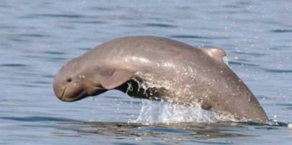 Irrawaddy Dolphin