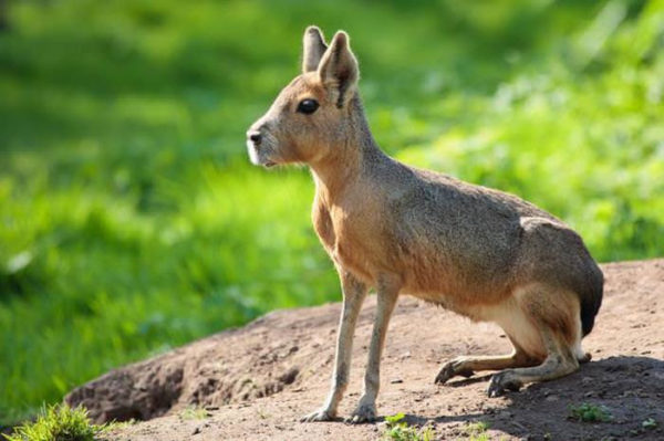 The Patagonian Mara