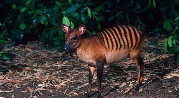 The Zebra Duiker
