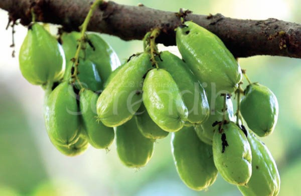 A bunch of ripe
biling fruits in a tree