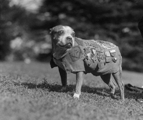  Sergeant Stubby