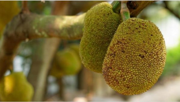 Jackfruit 