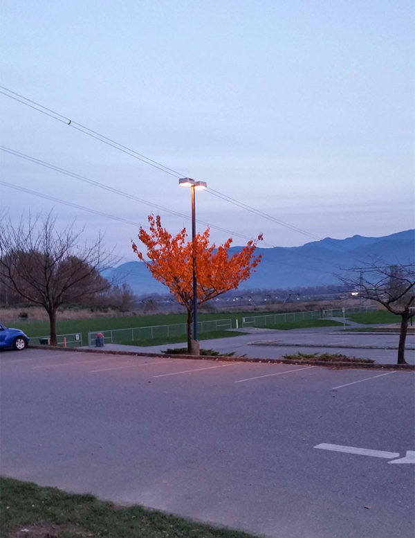 conciousnature
