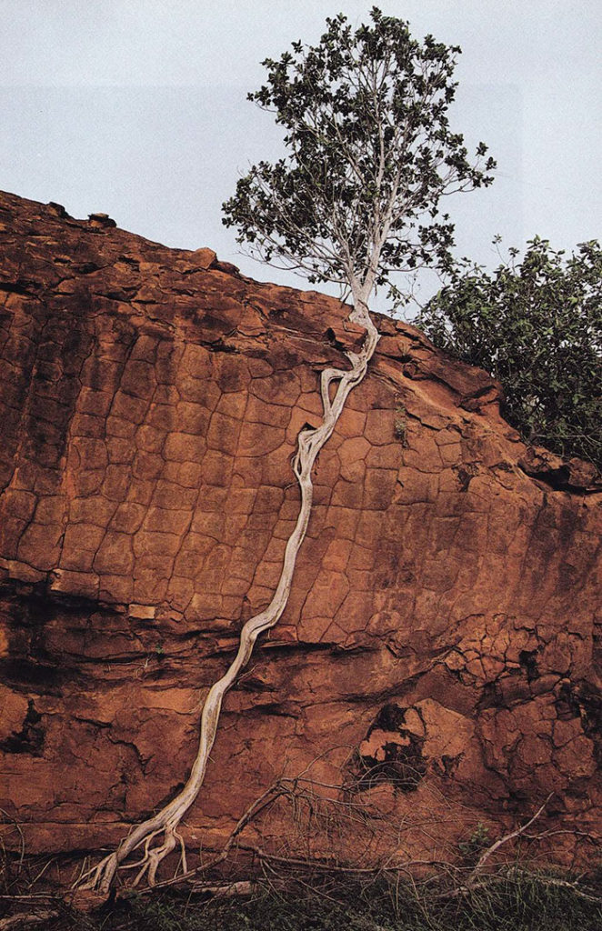conciousnature