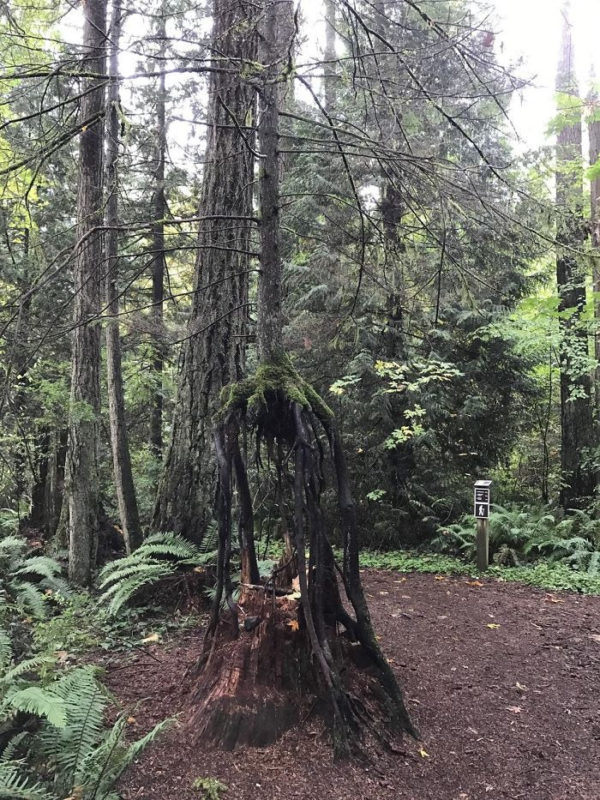 conciousnature