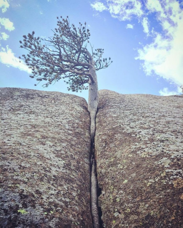 conciousnature
