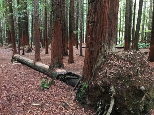 #3 This Tree Fell Over and Cloned Four More Trees!