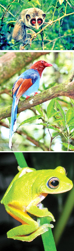 Sinharaja Forest