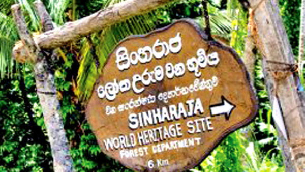 Sinharaja Forest