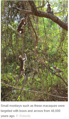 Small monkeys