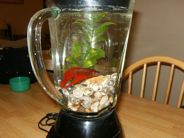 9. Blender Fishtank