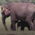Twin Elephant