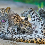 leopards