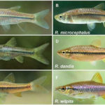 Researchers discover new variant of Sri Lankan aquarium fish by Ifham Nizam