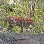 leopard