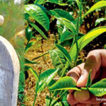 tea plucking