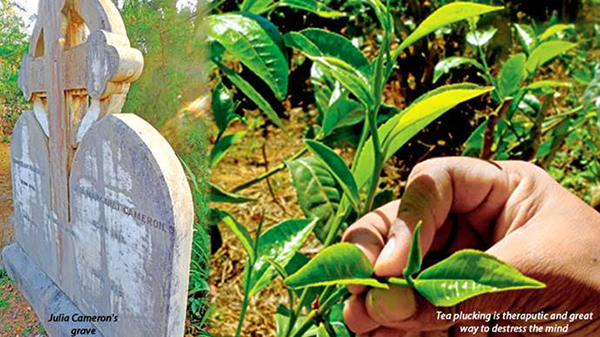 tea plucking