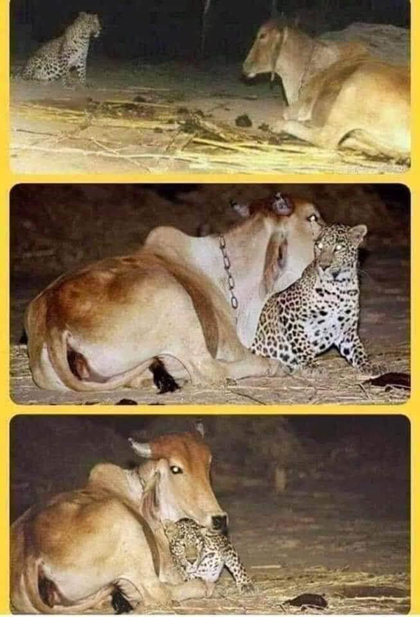 ANIMAL ANTICS