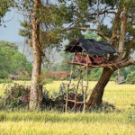 Paddy farmers