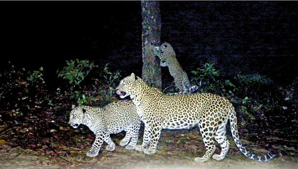 A female leoaprd