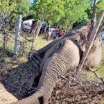 Asian elephant