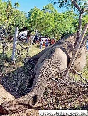 Asian elephant