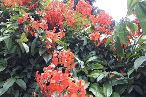 Wales Park with majestic views of Kandy City