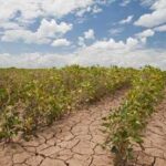 agriculture